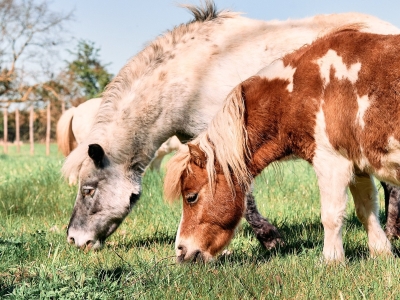 Pony - De Zonnegloed - Dierenpark - Dieren opvangcentrum - Sanctuary